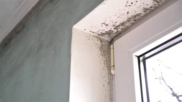 Mold Removal Process in Plover, WI