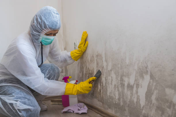 Best Home Mold Removal  in Plover, WI
