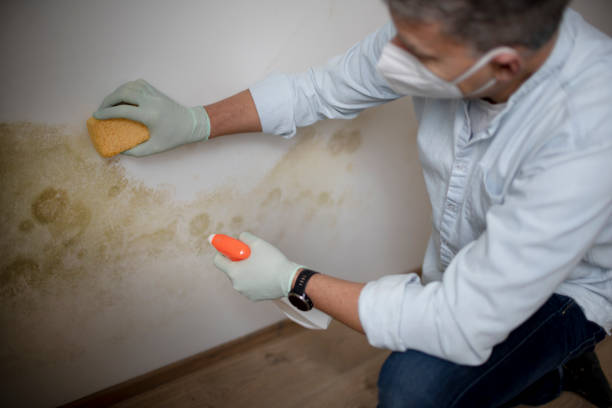 Best Mold Remediation  in Plover, WI
