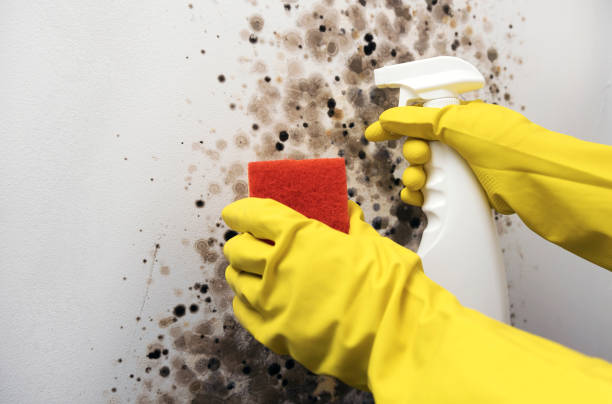 Best Certified Mold Removal  in Plover, WI
