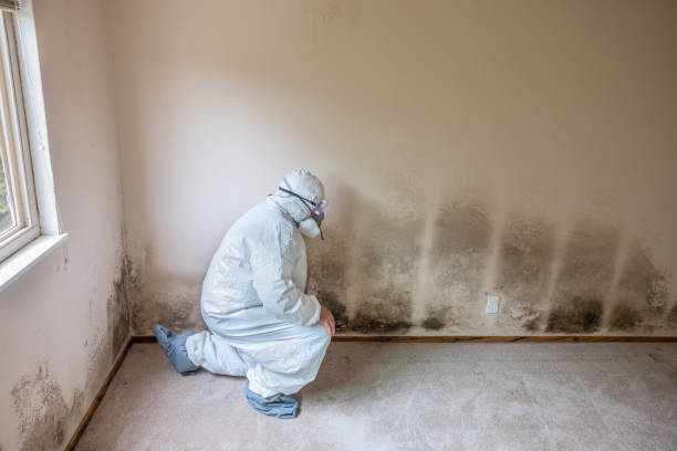 Best Professional Mold Removal  in Plover, WI