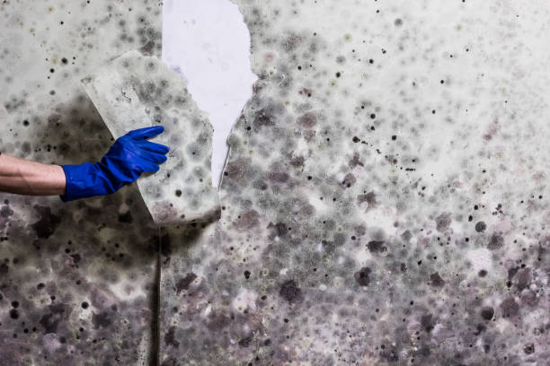 Best Fast Mold Removal  in Plover, WI