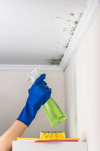 Best Black Mold Removal  in Plover, WI
