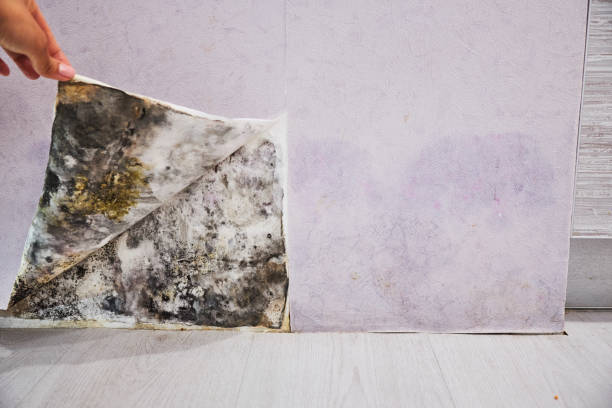 Best Office Mold Removal Services  in Plover, WI